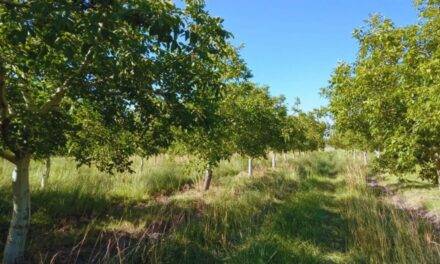 Analizan el estado sanitario de las raíces de los nogales