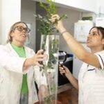 Una startup científica argentina avanza contra una de las plagas más temidas del agro