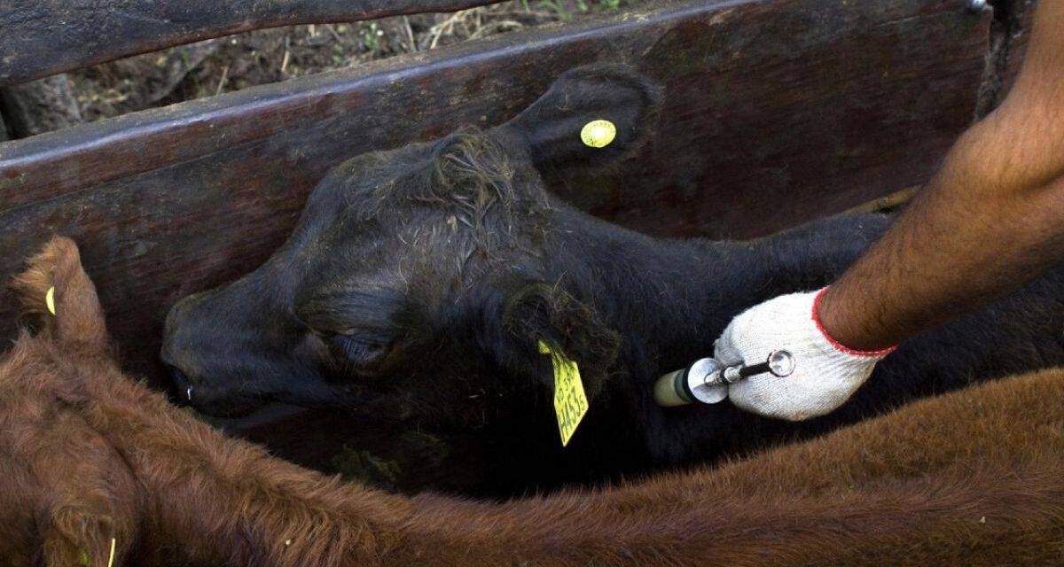 Aftosa global: cepa inédita sin vacuna expone riesgos sanitarios para la ganadería