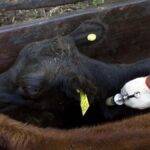 Aftosa global: cepa inédita sin vacuna expone riesgos sanitarios para la ganadería