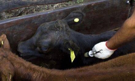 Aftosa global: cepa inédita sin vacuna expone riesgos sanitarios para la ganadería