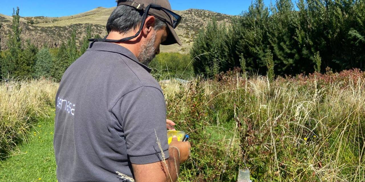 Realizan ensayos con el uso de moscas estériles para lograr combatir plagas