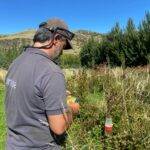 Realizan ensayos con el uso de moscas estériles para lograr combatir plagas