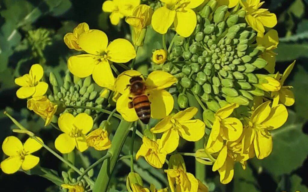 INTA desarrolló dos nuevos cultivares de colza bautizadas Juana y Floriana