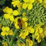 INTA desarrolló dos nuevos cultivares de colza bautizadas Juana y Floriana