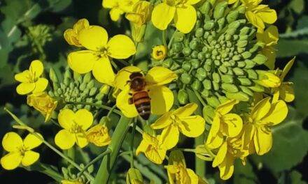 INTA desarrolló dos nuevos cultivares de colza bautizadas Juana y Floriana