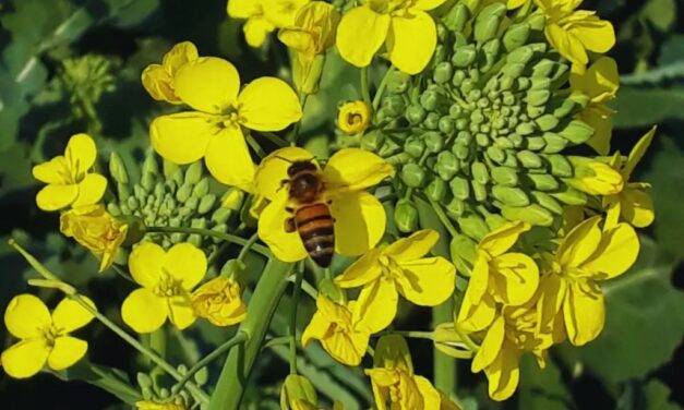 INTA desarrolló dos nuevos cultivares de colza bautizadas Juana y Floriana