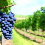 El INTA promueve la vitivinicultura  con variedades adaptadas al clima frío