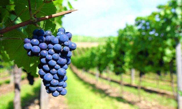 El INTA promueve la vitivinicultura  con variedades adaptadas al clima frío