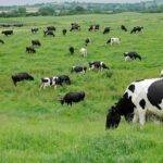 La carne de los sistemas pastoriles se destaca por su valor nutricional