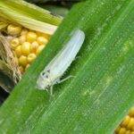 Chicharrita del maíz: aumentan las detecciones y desde el INTA recomiendan reforzar el monitoreo