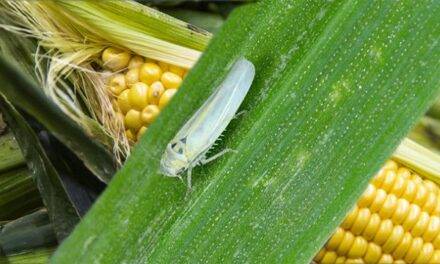 Chicharrita del maíz: aumentan las detecciones y desde el INTA recomiendan reforzar el monitoreo