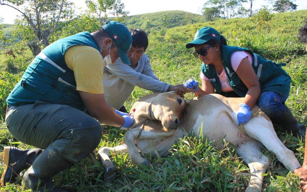 China: detectaron brotes de fiebre aftosa con una variante africana inédita