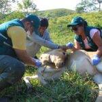 China: detectaron brotes de fiebre aftosa con una variante africana inédita