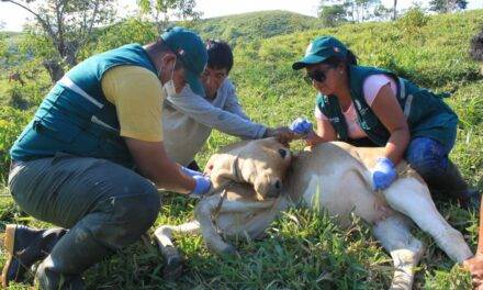 China: detectaron brotes de fiebre aftosa con una variante africana inédita