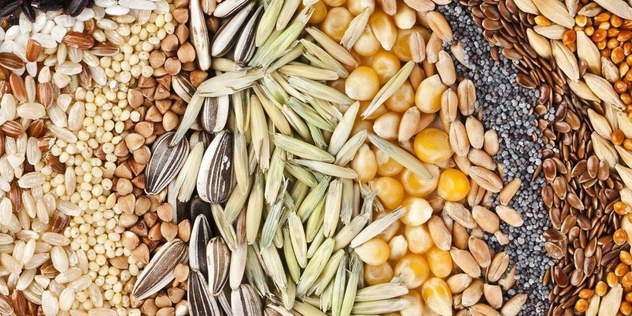 Semillas: productores del Norte denuncian que el negocio “se cartelizó”