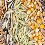 Semillas: productores del Norte denuncian que el negocio “se cartelizó”