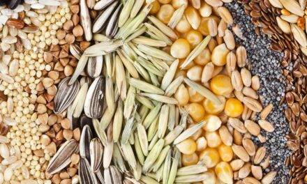 Semillas: productores del Norte denuncian que el negocio “se cartelizó”