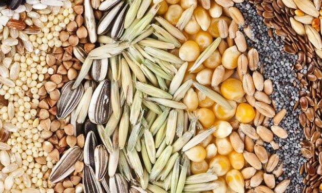 Semillas: productores del Norte denuncian que el negocio “se cartelizó”