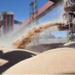 Inscripción para exportadores de granos de cebada, trigo, soja, sorgo y maíz a China