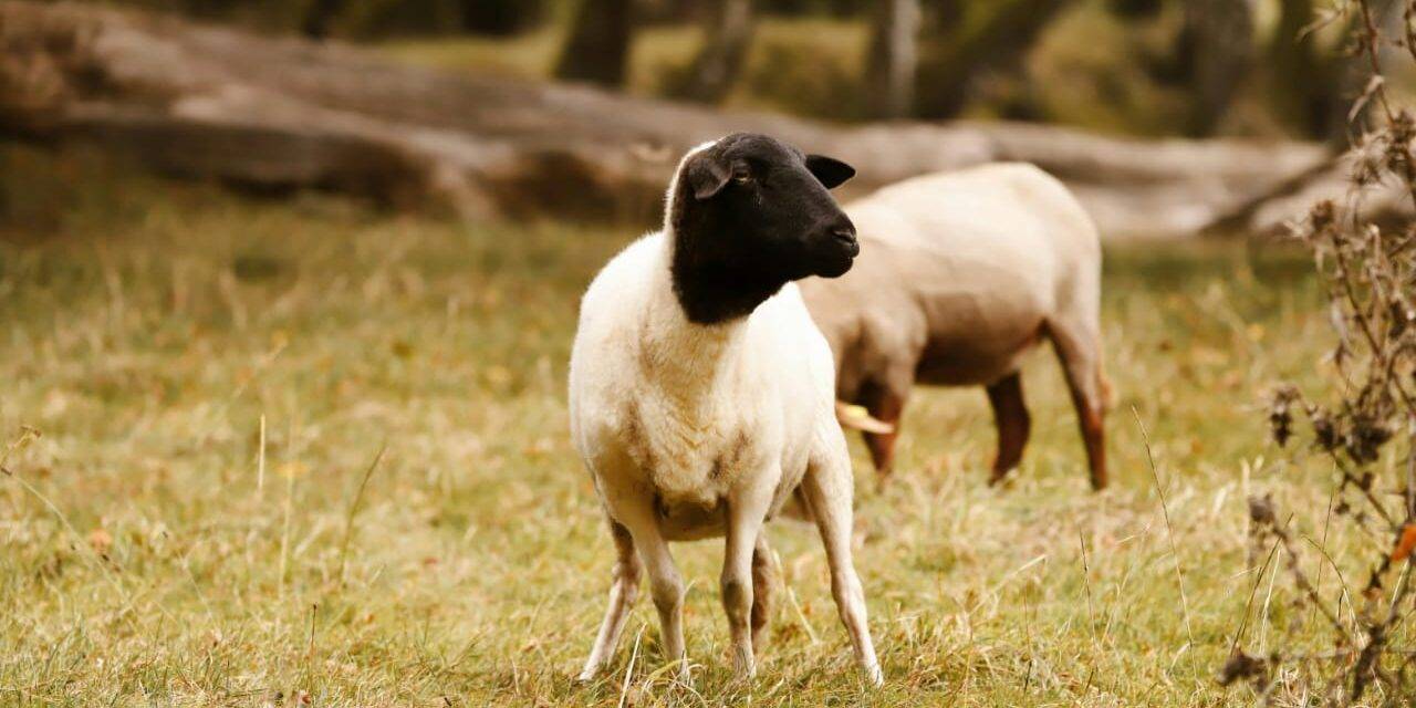 Por primera vez se detectaron brotes de scrapie clásico en ovinos importados