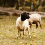 Por primera vez se detectaron brotes de scrapie clásico en ovinos importados