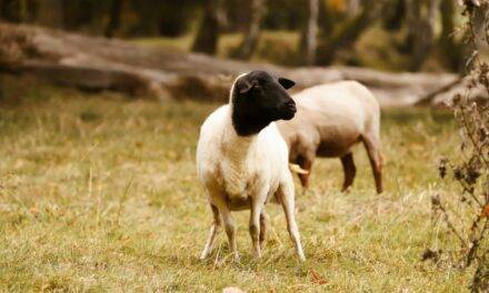 Por primera vez se detectaron brotes de scrapie clásico en ovinos importados