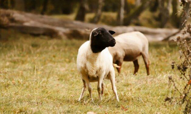 Por primera vez se detectaron brotes de scrapie clásico en ovinos importados