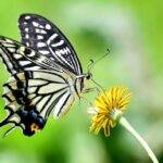 Alertan por la desaparición de insectos polinizadores que afectará a los alimentos