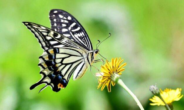 Alertan por la desaparición de insectos polinizadores que afectará a los alimentos