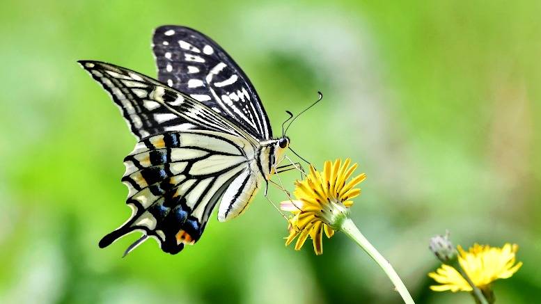 Alertan por la desaparición de insectos polinizadores que afectará a los alimentos