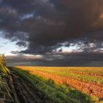 Ahora la lluvia frena la cosecha en Santa Fe y en regiones de Córdoba