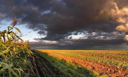 Ahora la lluvia frena la cosecha en Santa Fe y en regiones de Córdoba
