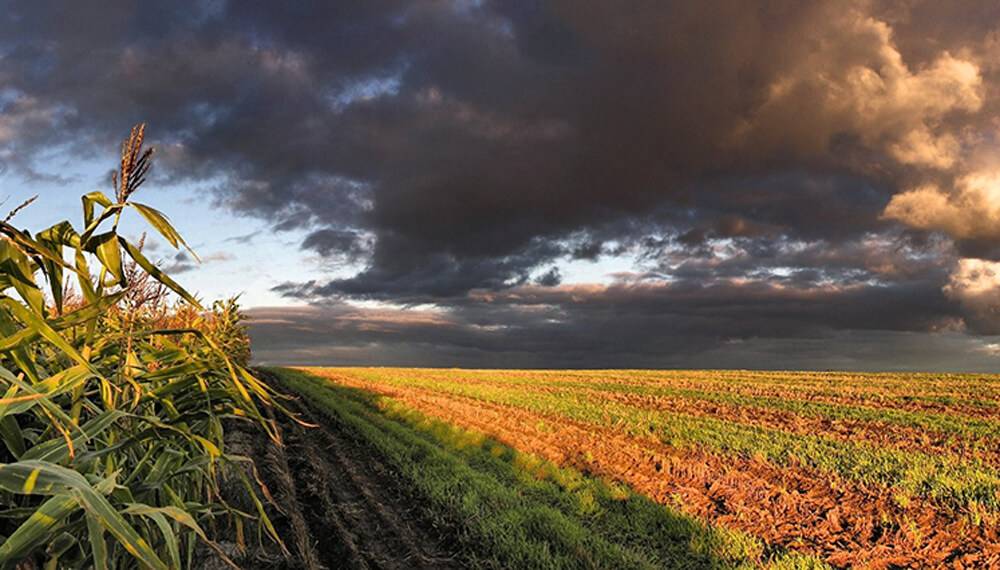 Ahora la lluvia frena la cosecha en Santa Fe y en regiones de Córdoba