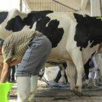 En marzo el precio al tambero fue el más bajo de los últimos en 10 años