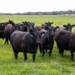 La importancia de la calidad de la carne vacuna obtenida a través de un sistema de crianza natural