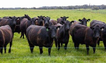 La importancia de la calidad de la carne vacuna obtenida a través de un sistema de crianza natural