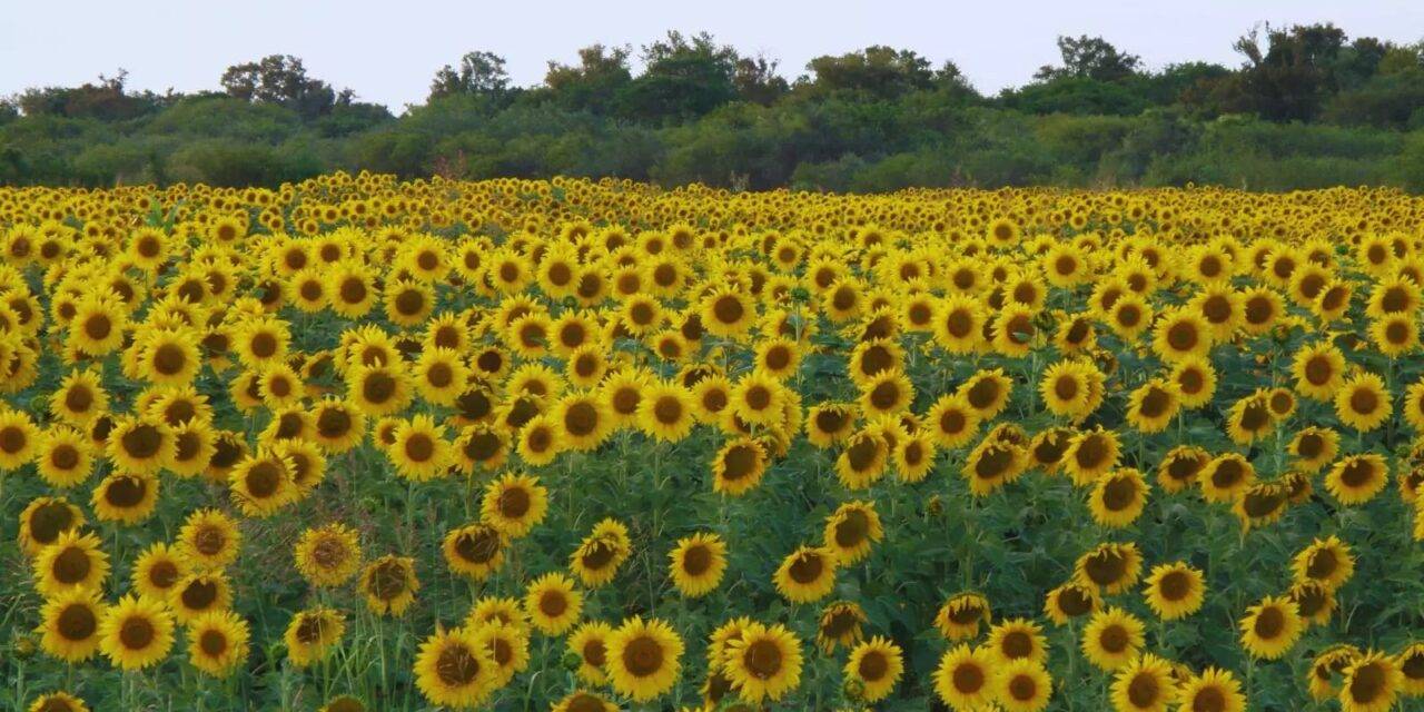 Girasol: un cultivo que se expande en superficie y producción