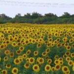 Girasol: un cultivo que se expande en superficie y producción