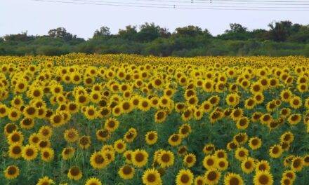 Girasol: un cultivo que se expande en superficie y producción