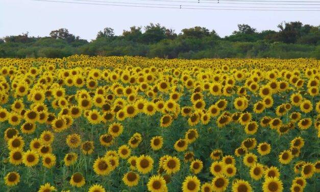 Girasol: un cultivo que se expande en superficie y producción