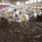 Argentina restituye su estatus de país libre de influenza aviar