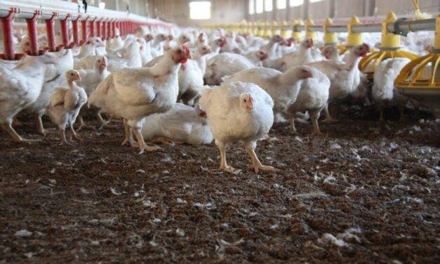 Argentina restituye su estatus de país libre de influenza aviar