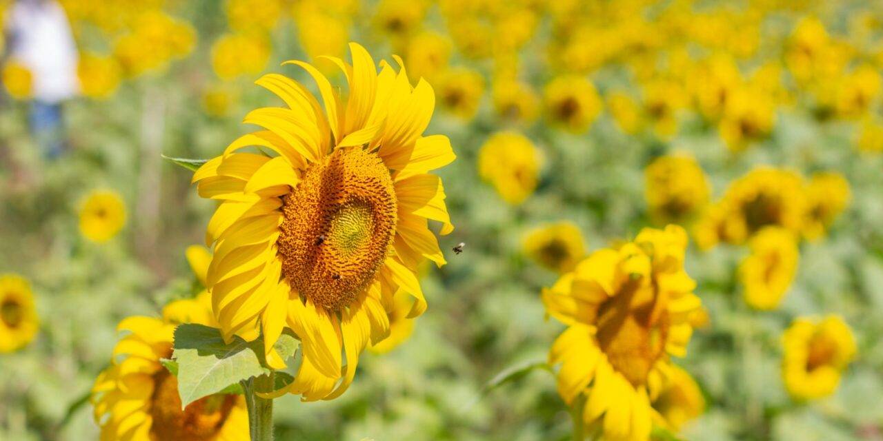 Girasol: un cultivo que  se expande sin cesar