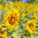 Girasol: un cultivo que  se expande sin cesar