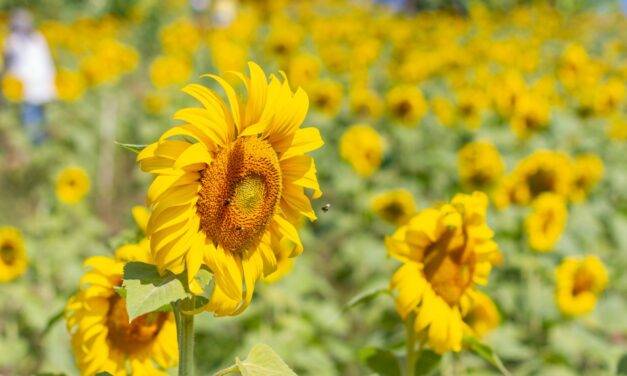 Girasol: un cultivo que  se expande sin cesar