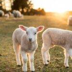 La UNLZ impulsa una  diplomatura internacional  en producción ovina