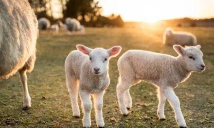 La UNLZ impulsa una  diplomatura internacional  en producción ovina