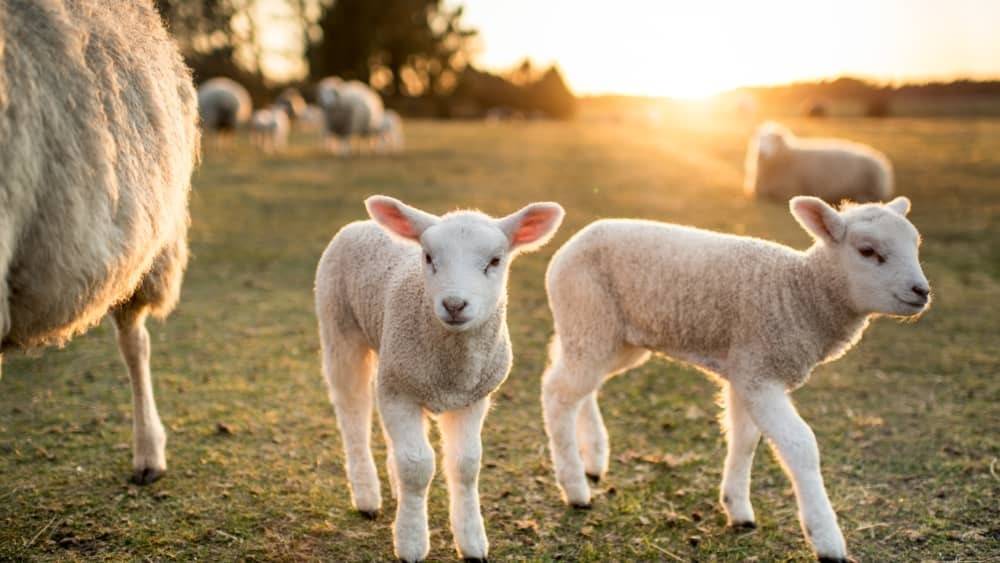 La UNLZ impulsa una  diplomatura internacional  en producción ovina