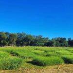 Diversificar la base forrajera para mejorar la producción ganadera